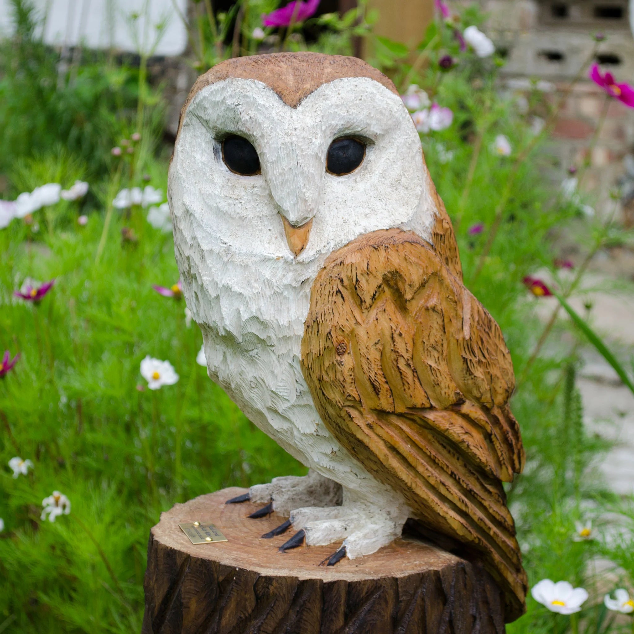 Barn Owls