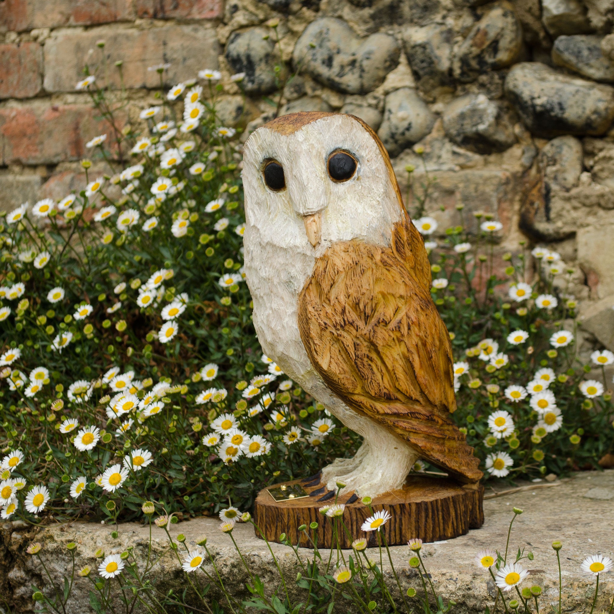 Barn Owls