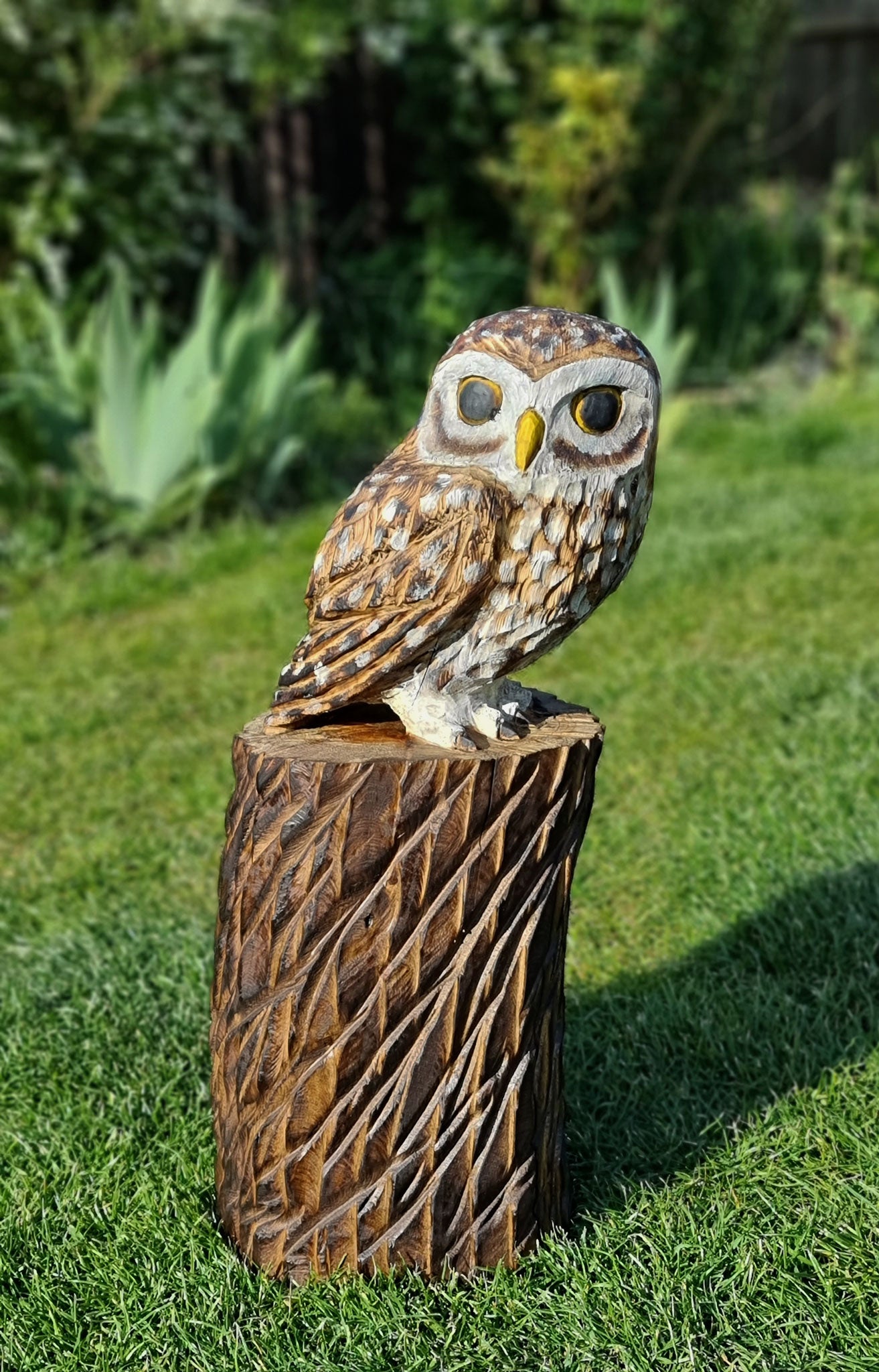 Little Owl