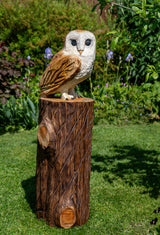 Barn Owls