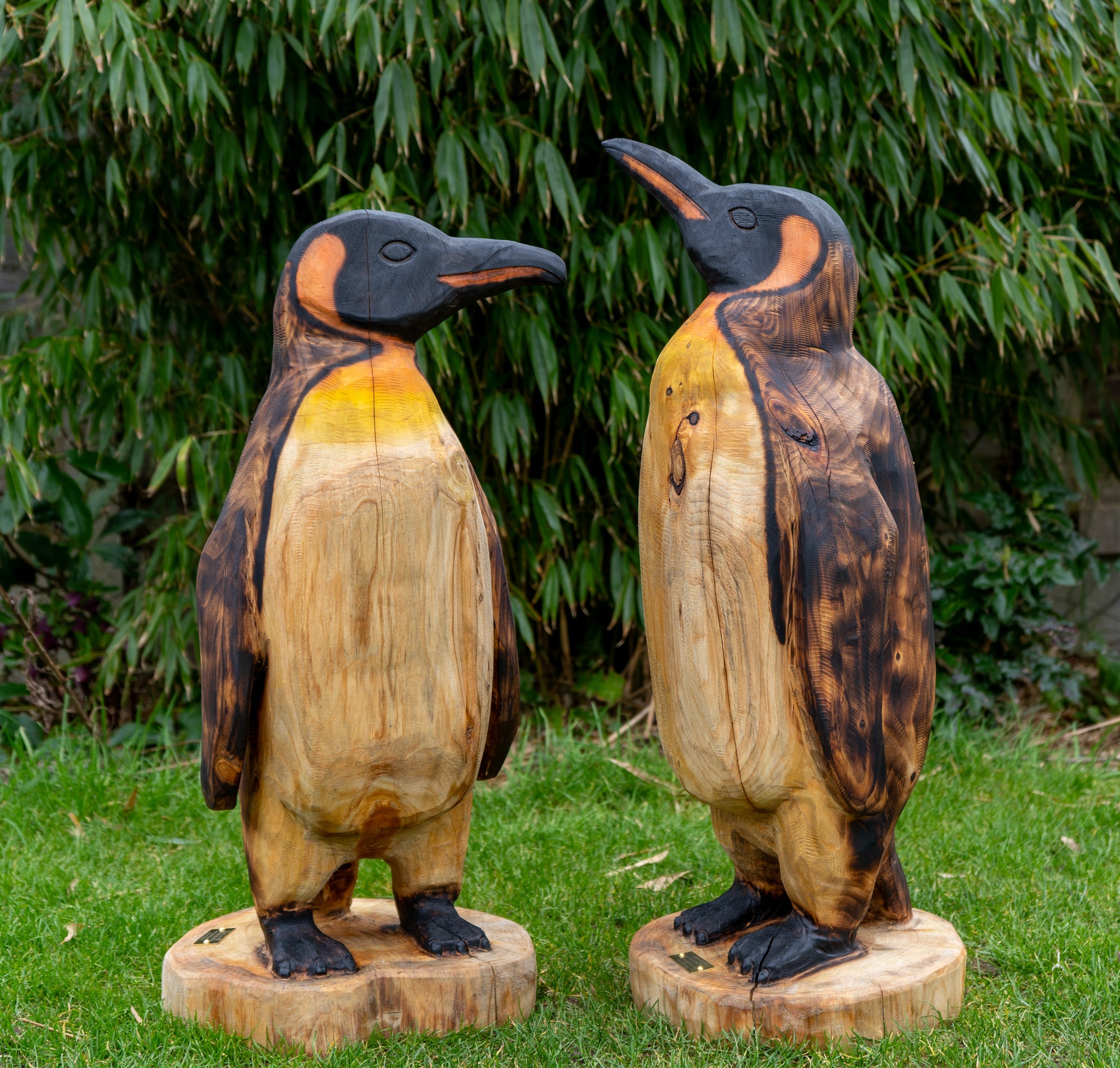 King Penguin