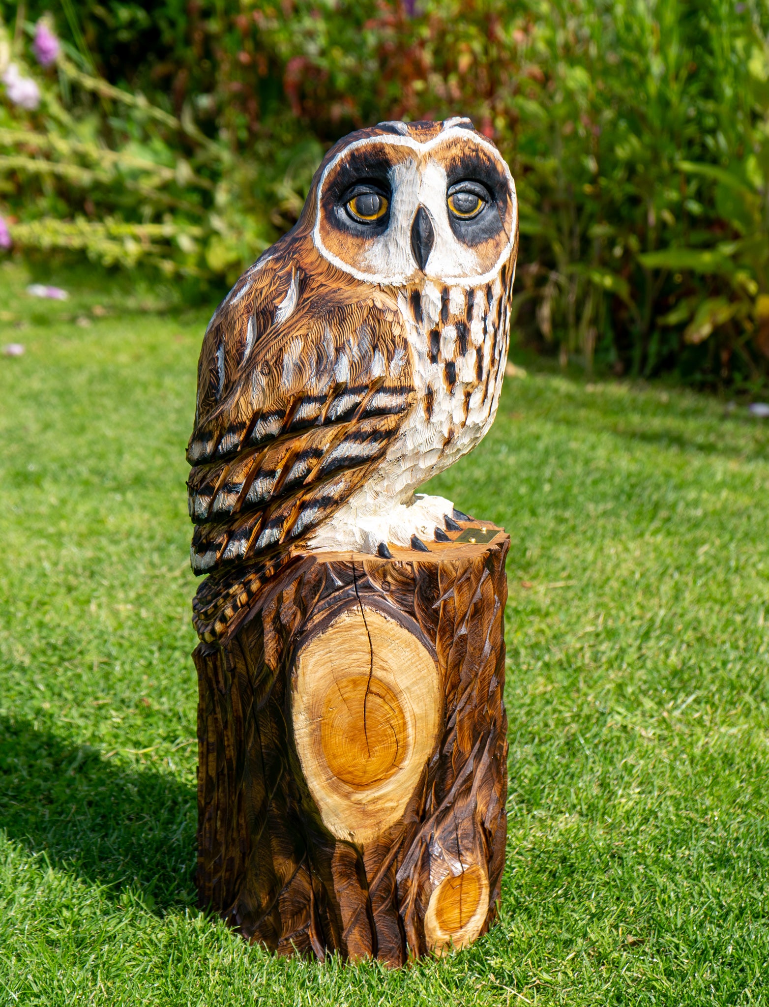 Short Eared Owl