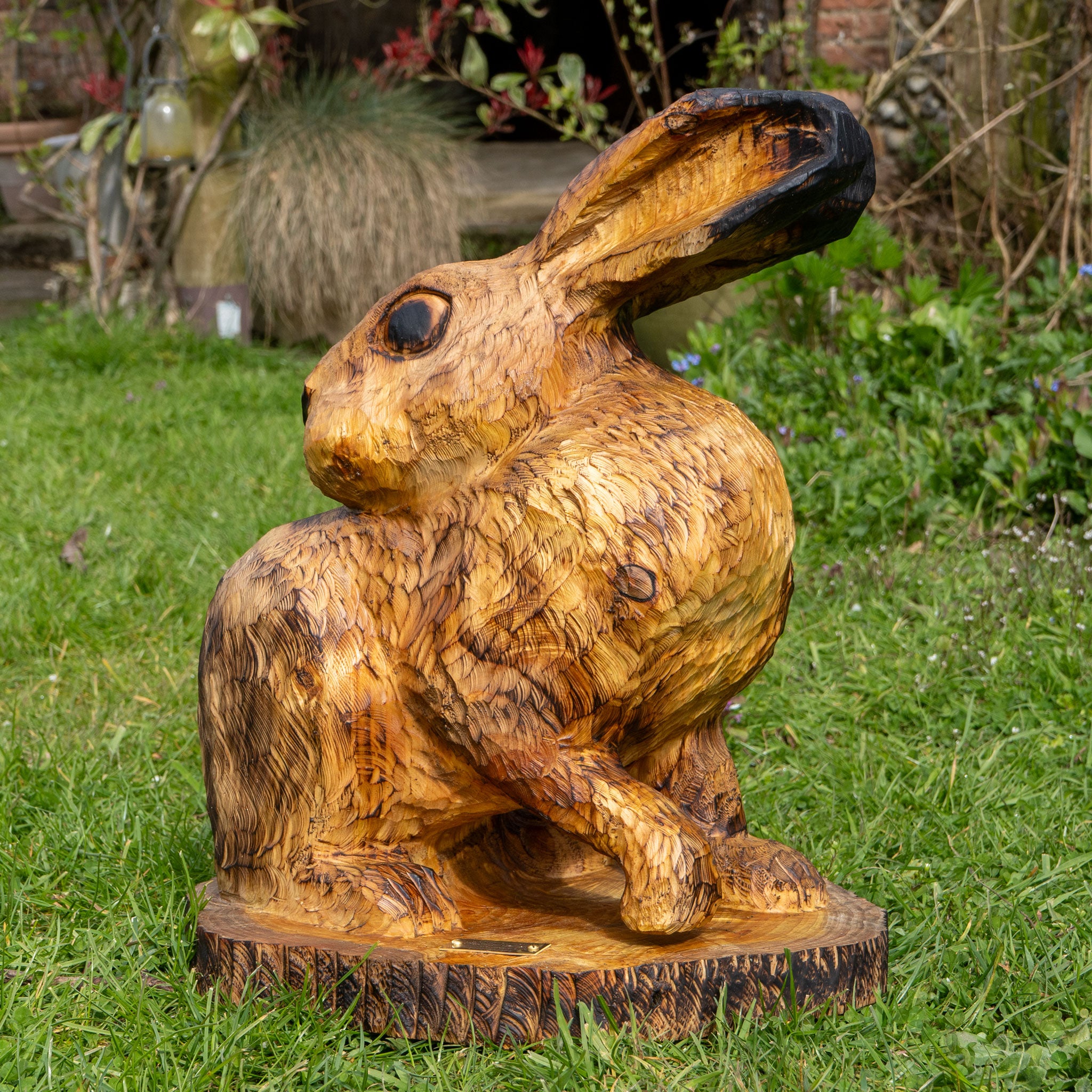 Hare Grooming Back