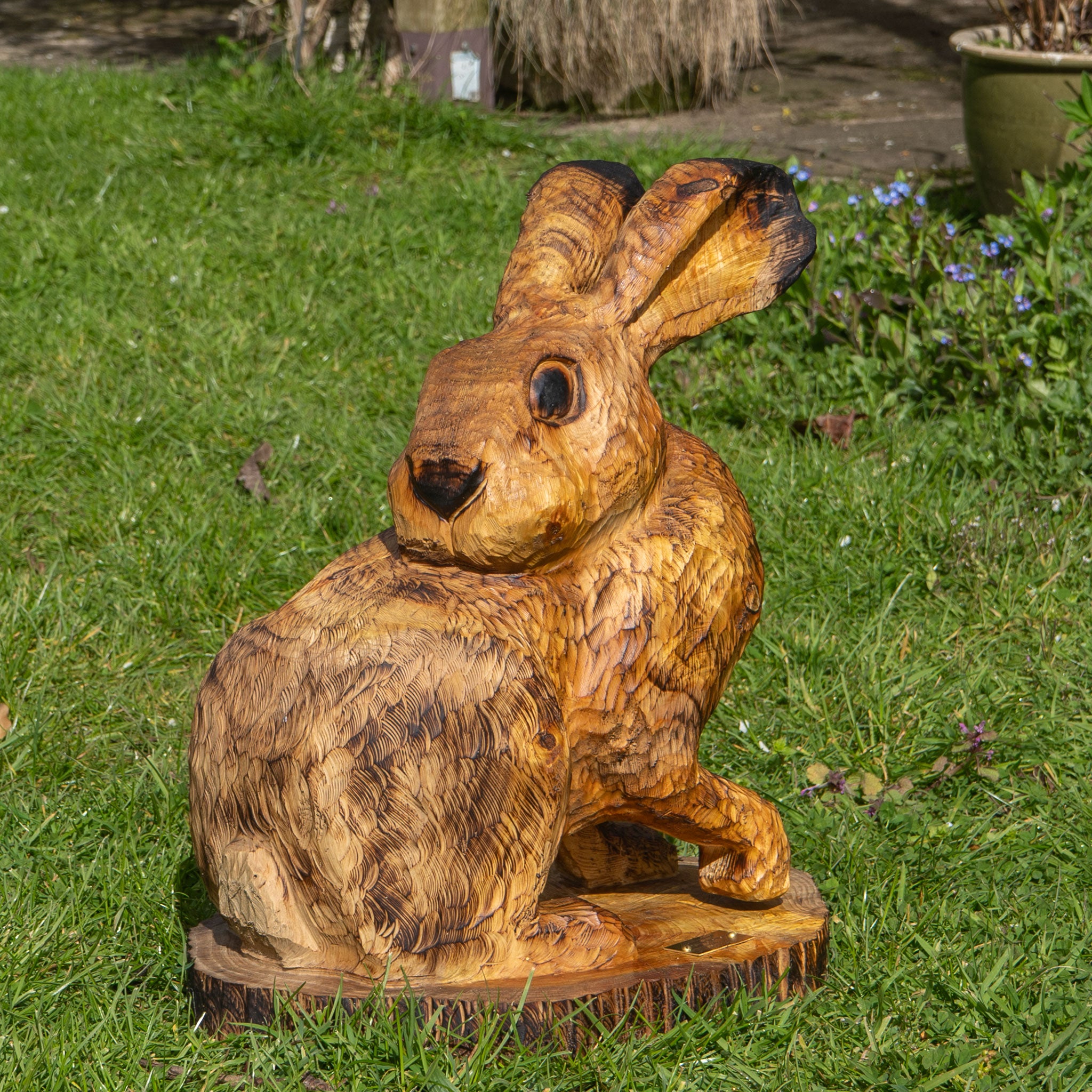 Hare Grooming Back