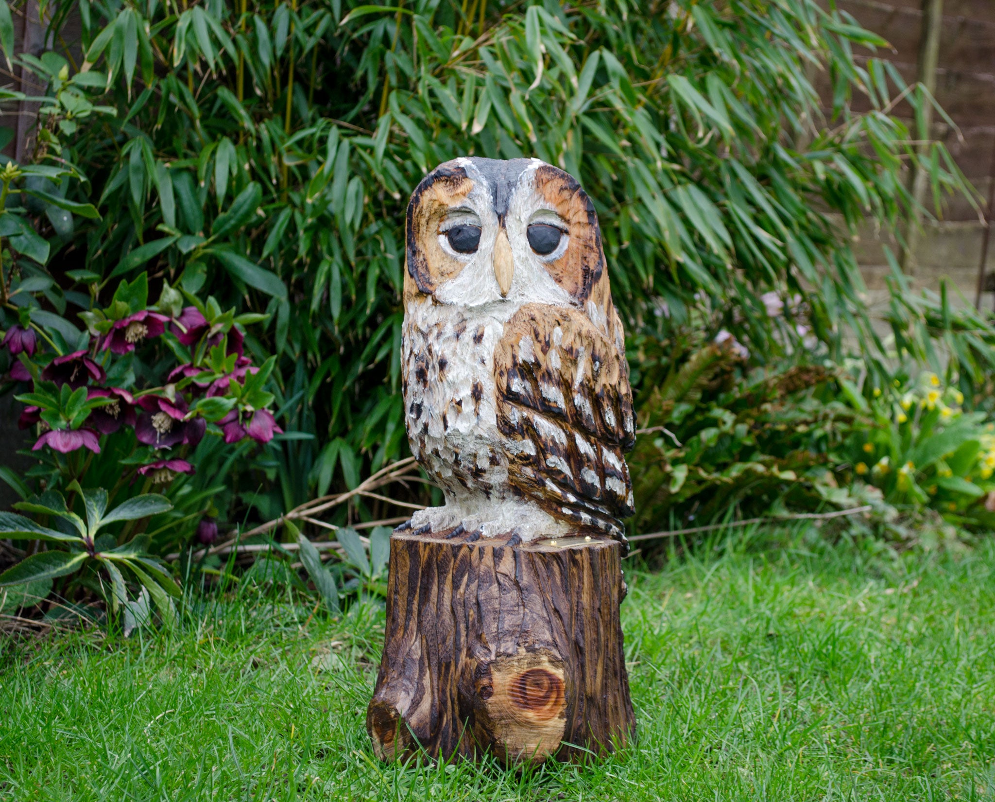 Tawny Owls