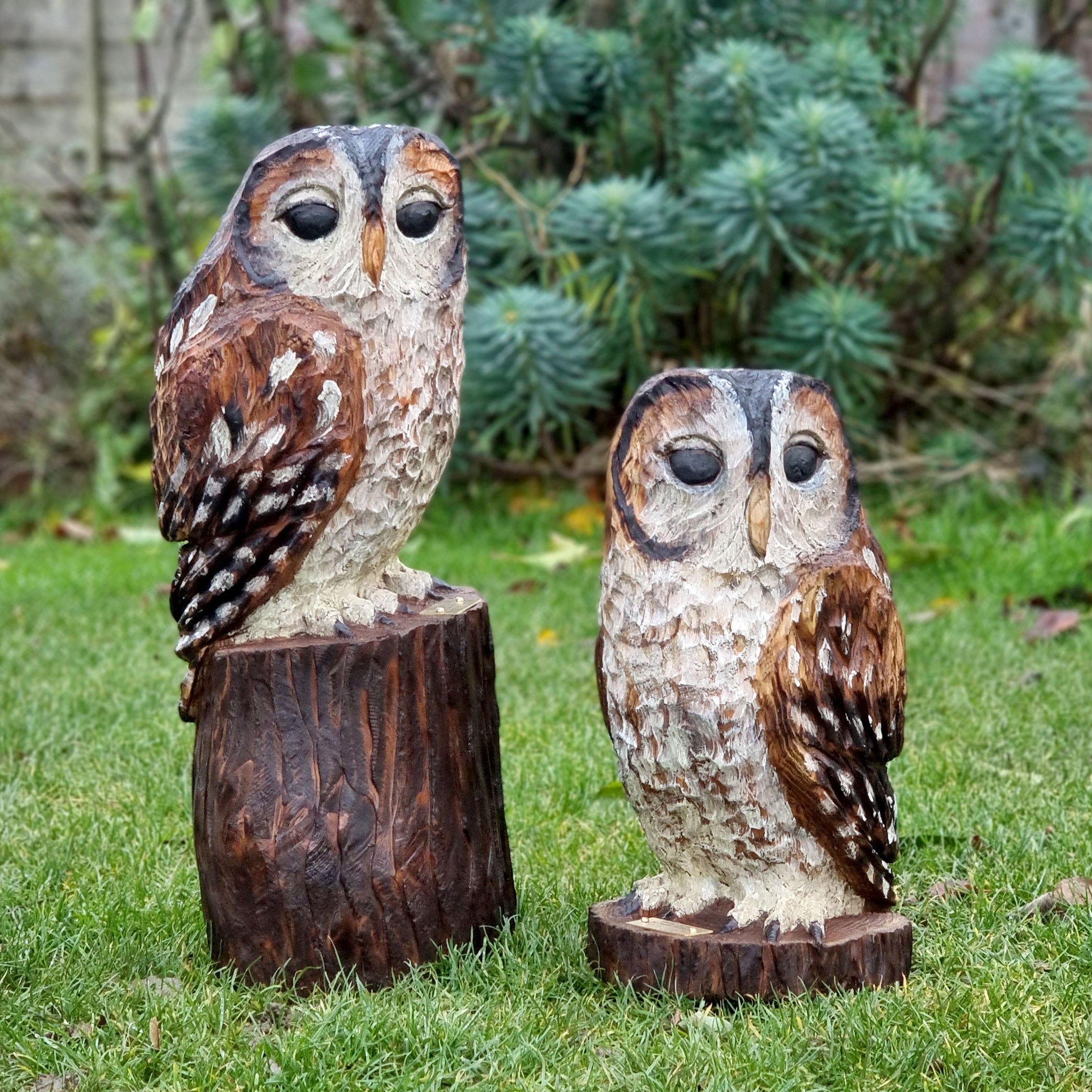 Tawny Owls